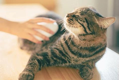 Premium Massage Borstel voor Honden & Katten - Nat & Droog Gebruik